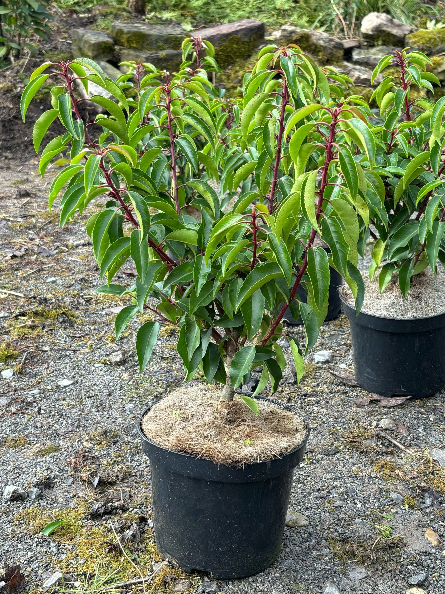 Portugiesische Kirschlorbeer Prunus lusitanica 'Angustifolia' 40-60 cm