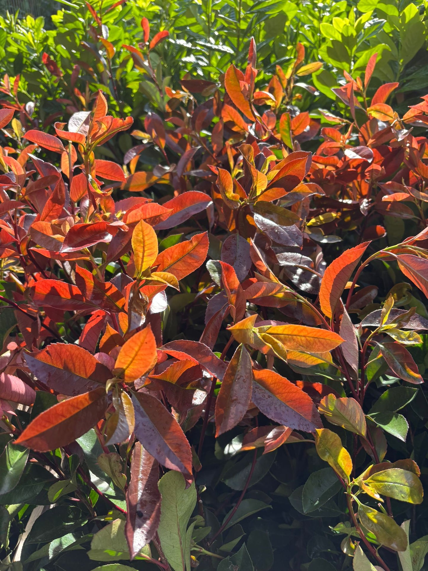 Glanzmispel Photinia fraseri red robin 90-110 cm