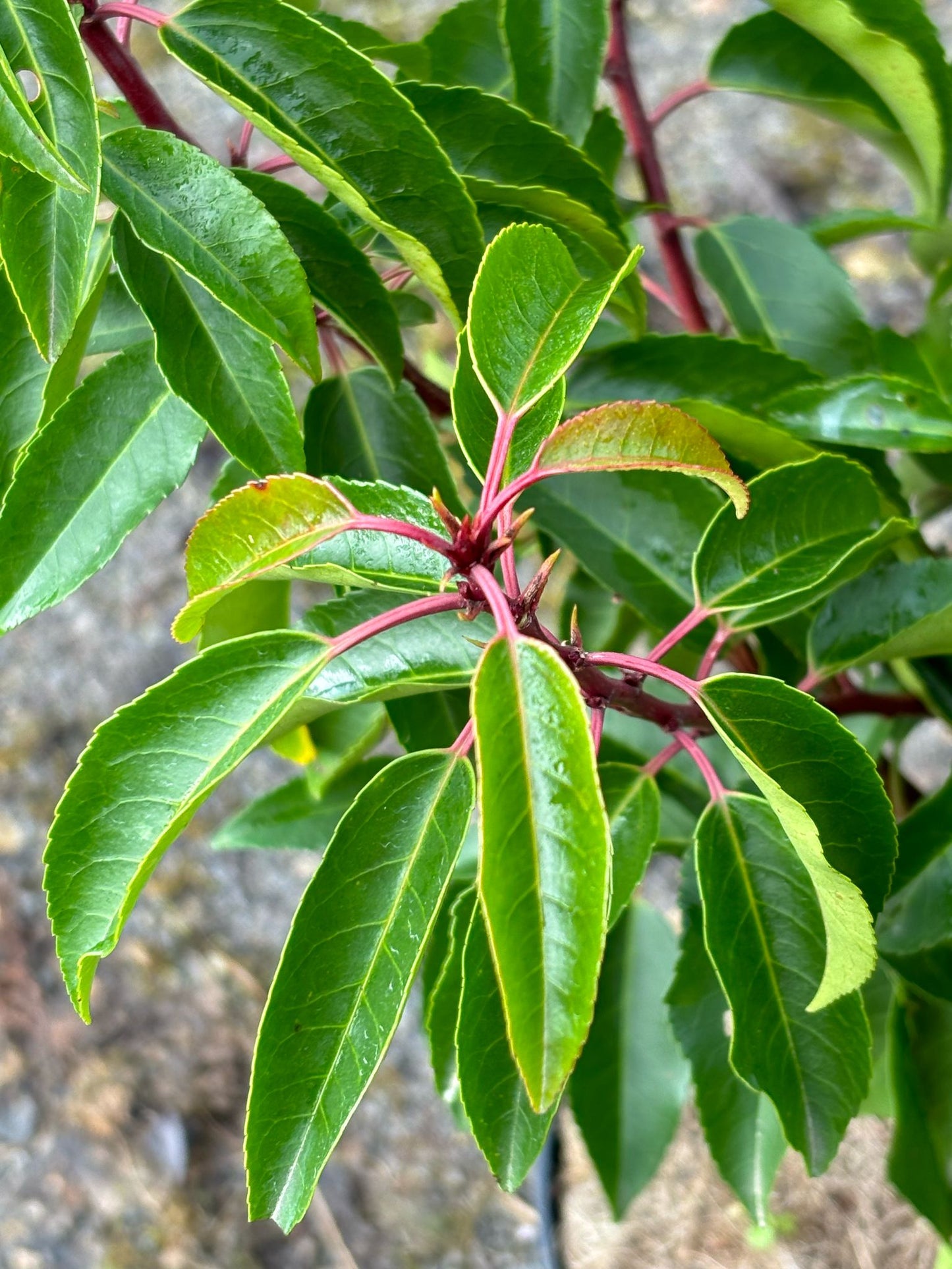 Portugiesische Kirschlorbeer Prunus lusitanica 'Angustifolia' 40-60 cm
