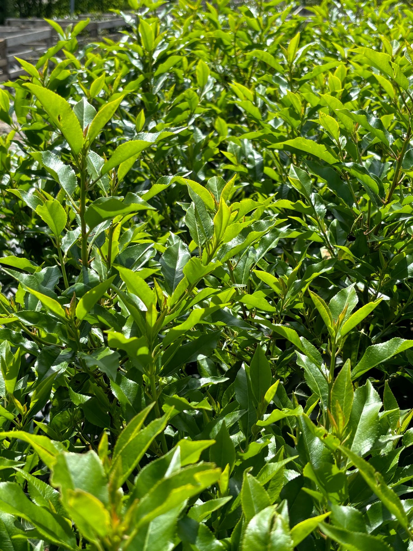 Portugiesische Kirschlorbeer 80-100 cm Prunus lusitanica 'Angustifolia'