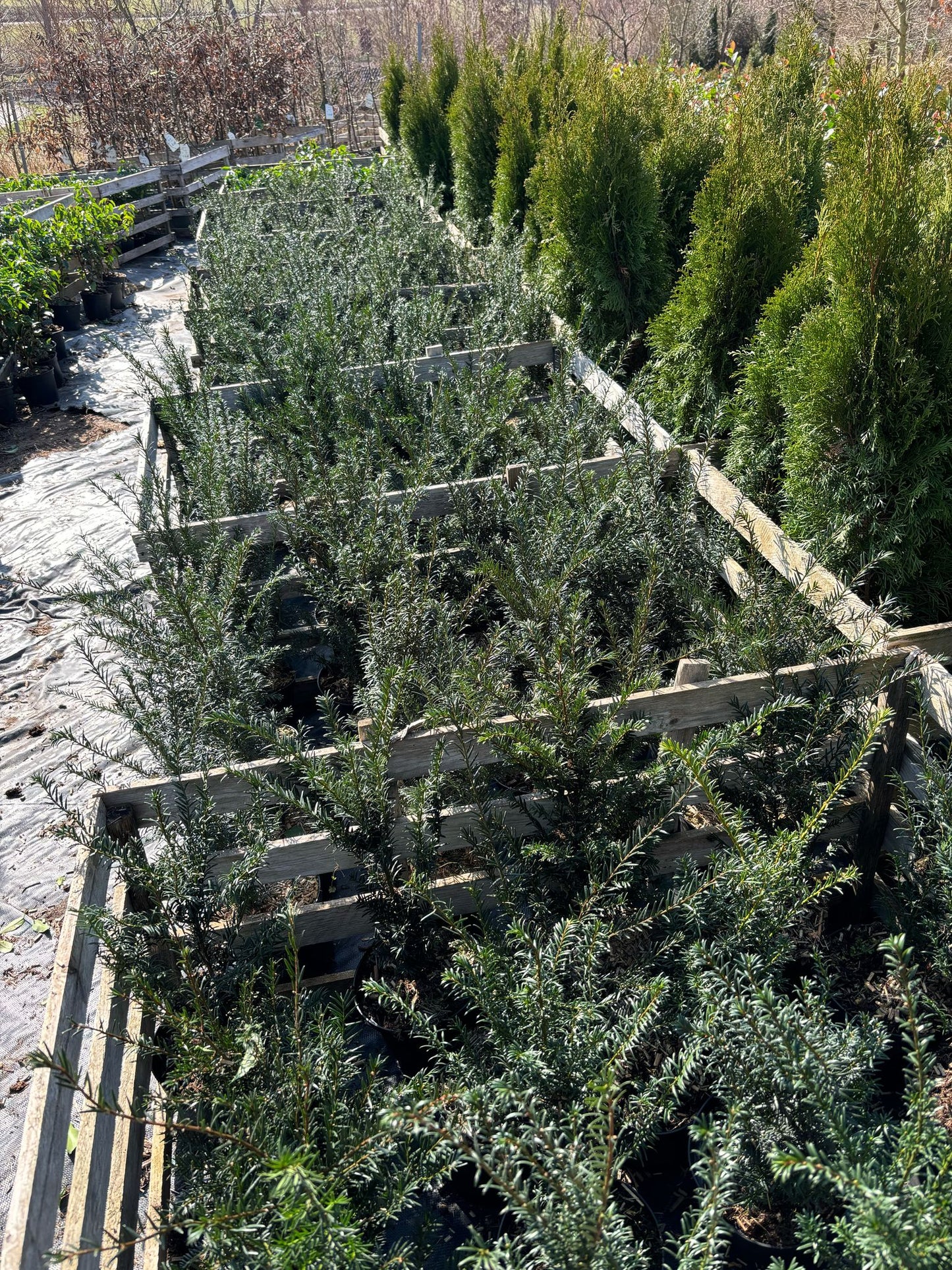 Eibe Taxus baccata 40-60 cm