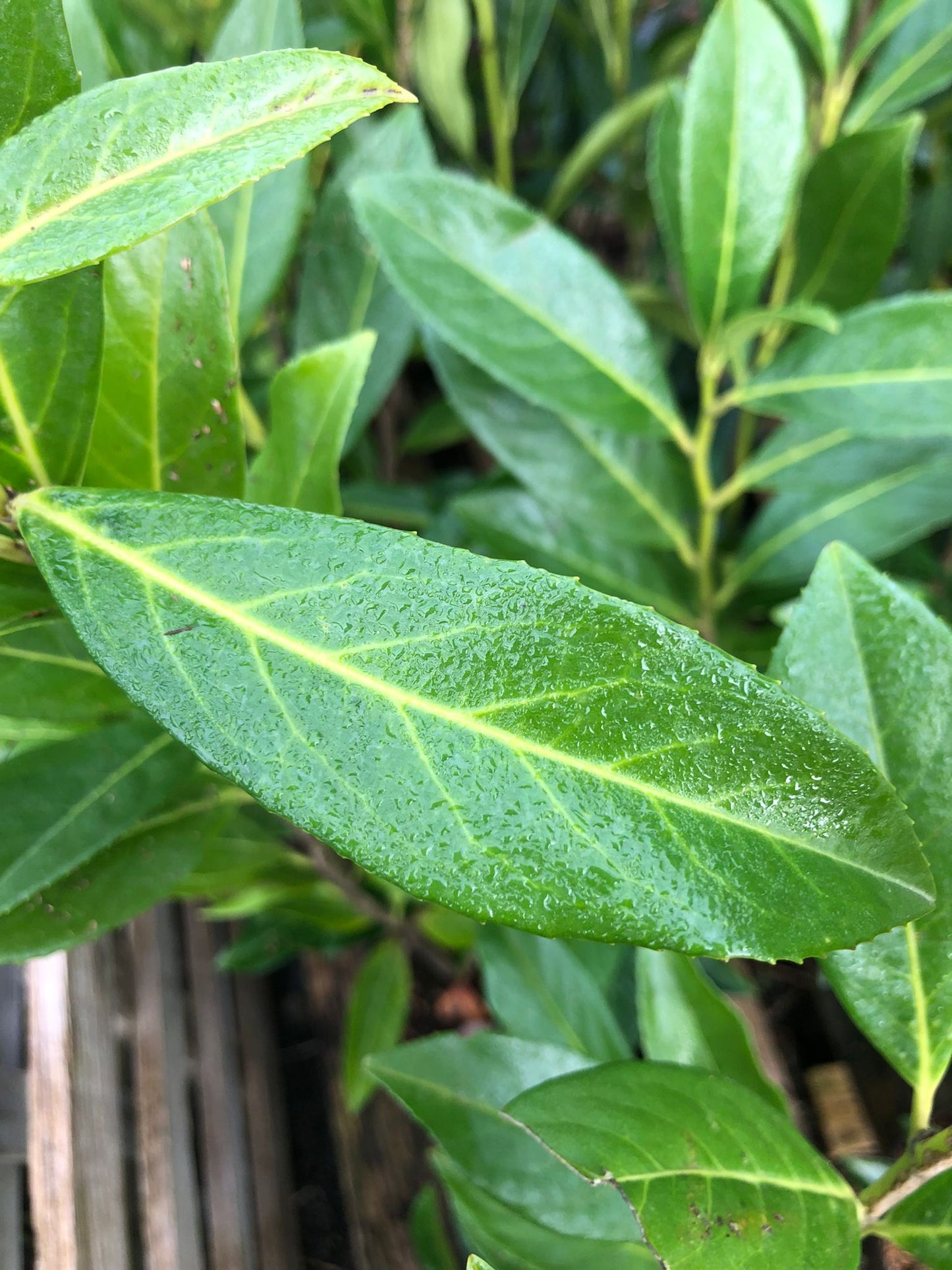 Kirschlorbeer prunus caucasica 40-60 cm