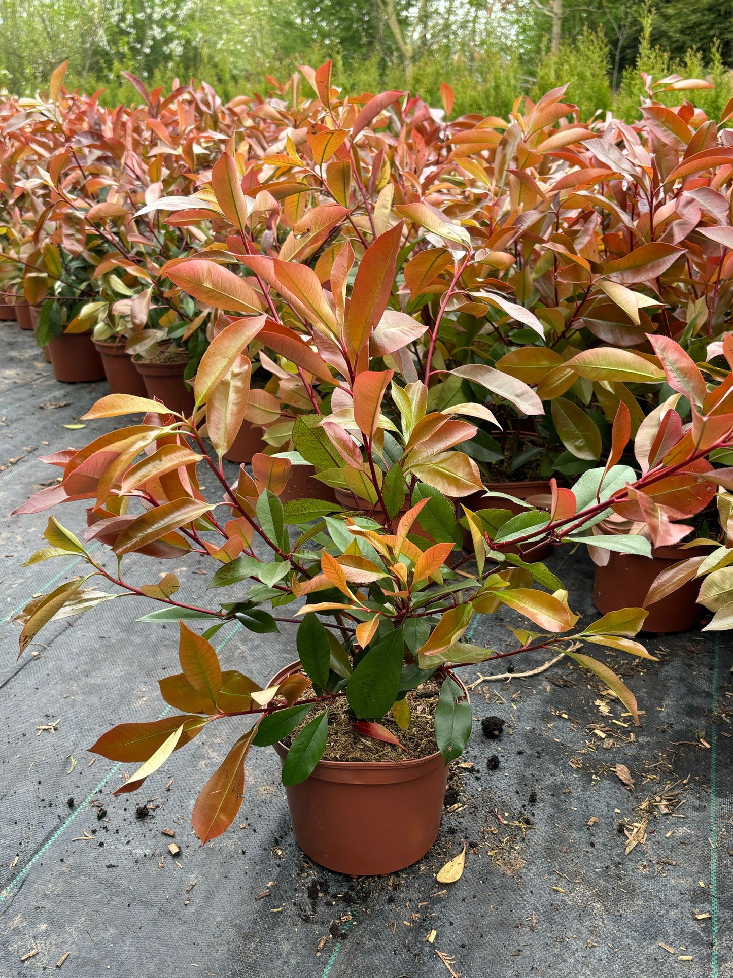 Glanzmispel Photinia fraseri red robin 60-80 cm