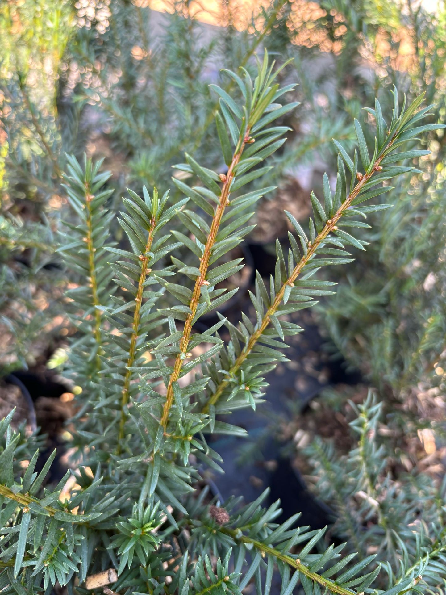 Eibe Taxus baccata 40-60 cm