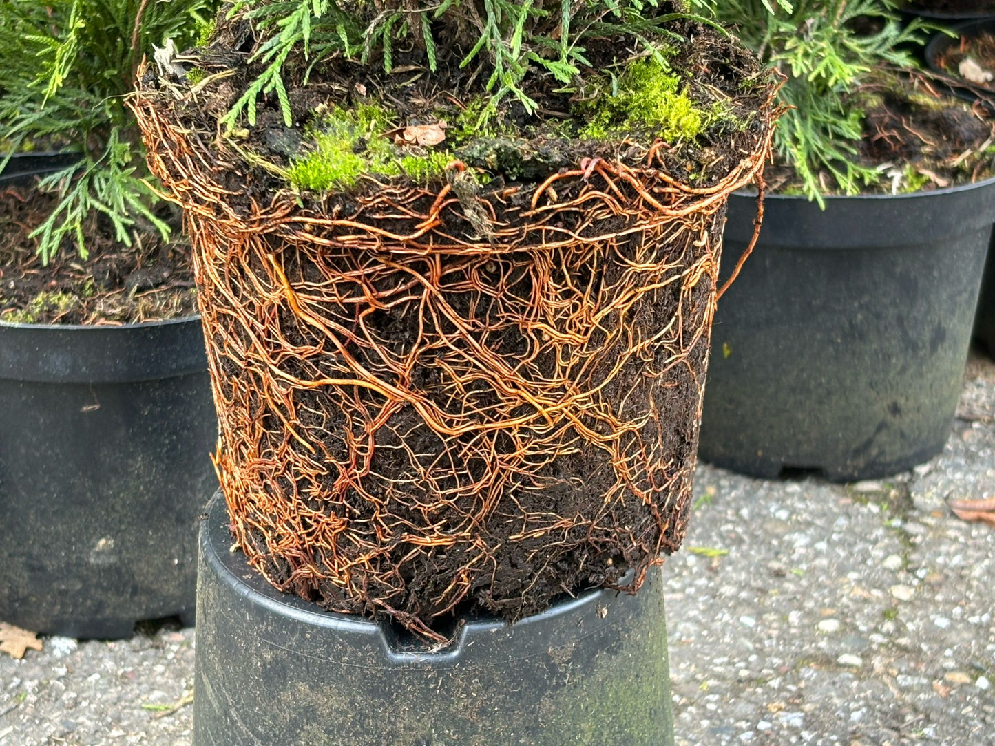 Thuja occidentalis Smaragd 70-90 cm