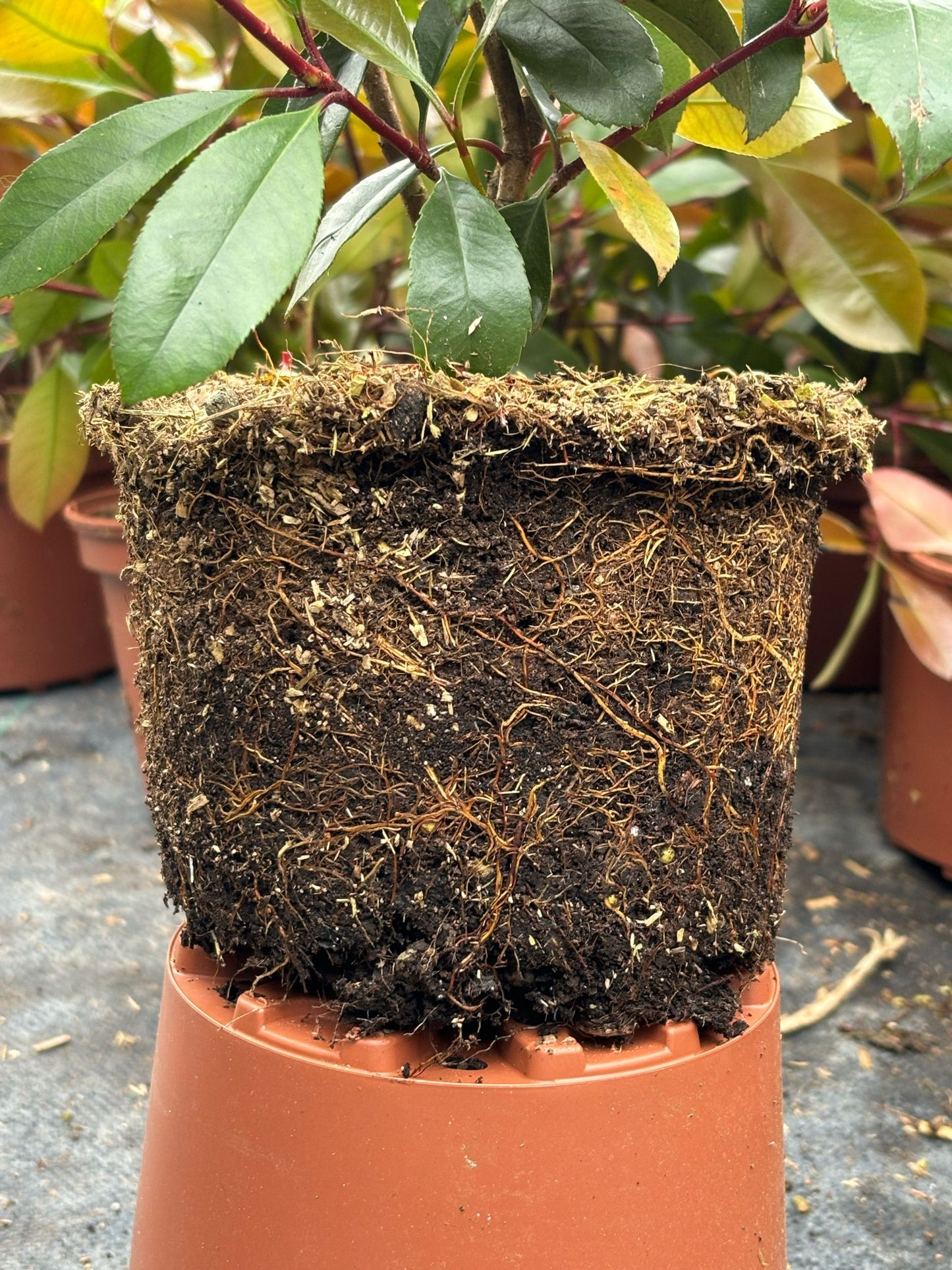 Glanzmispel Photinia fraseri red robin 90-110 cm