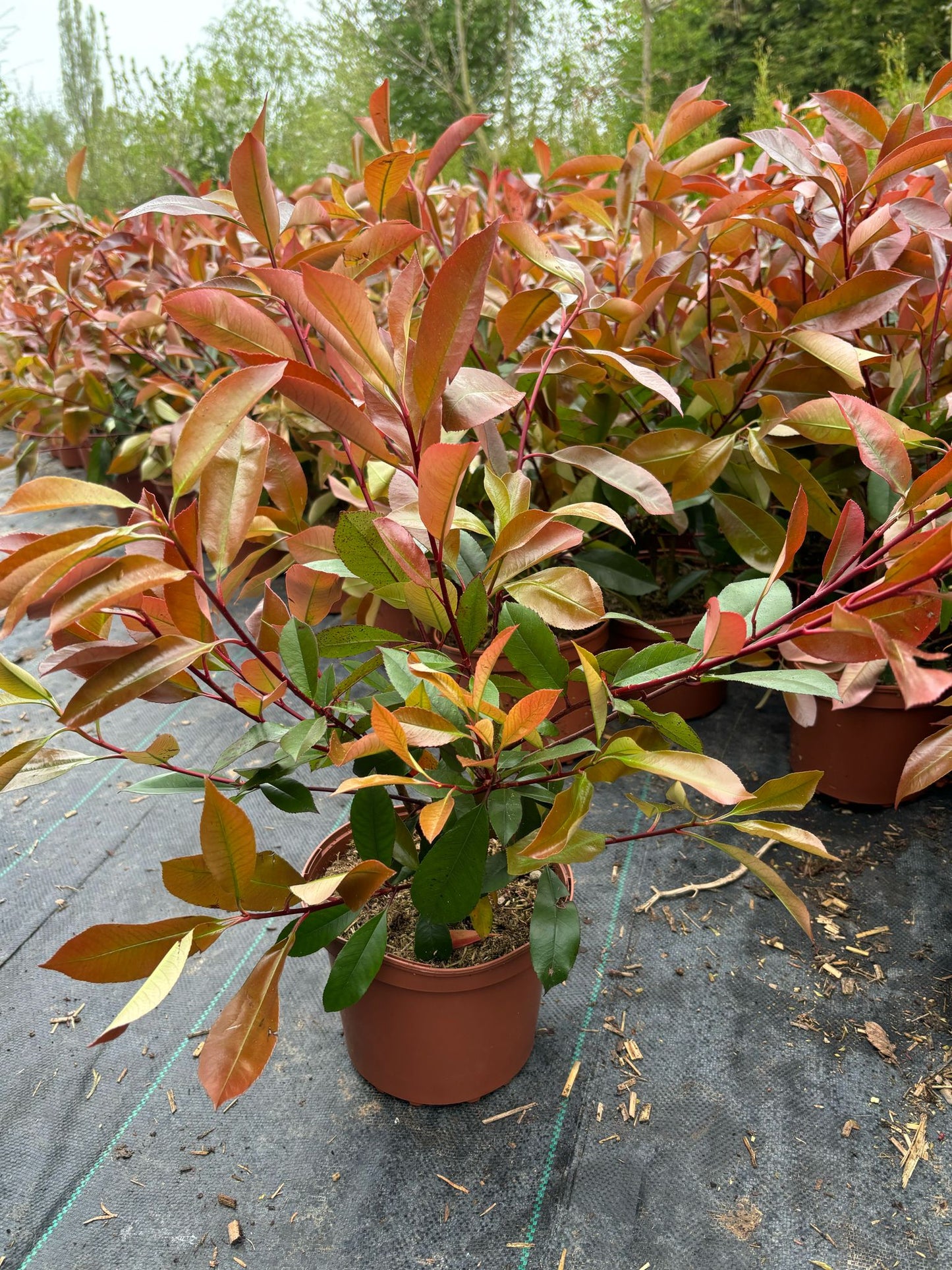 Glanzmispel Photinia fraseri red robin 60-80 cm