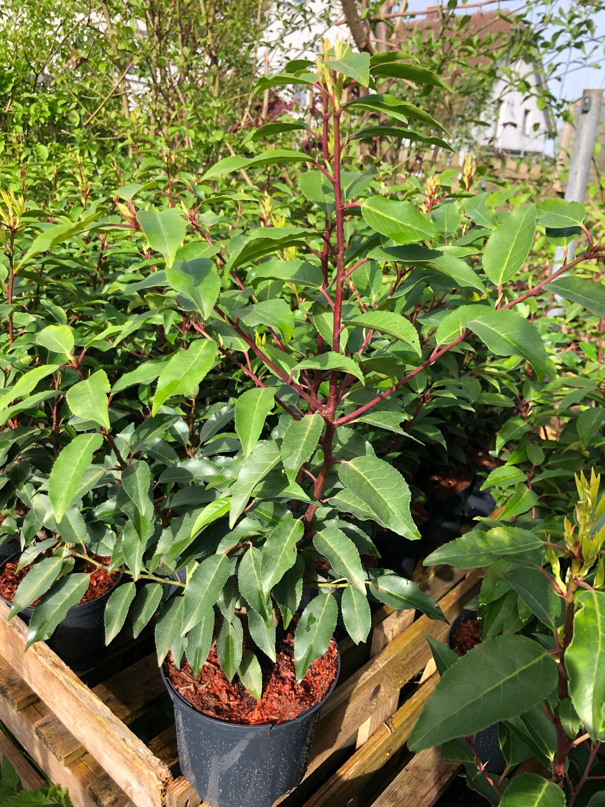 Portugiesische Kirschlorbeer Prunus lusitanica 'Angustifolia' 60-80 cm