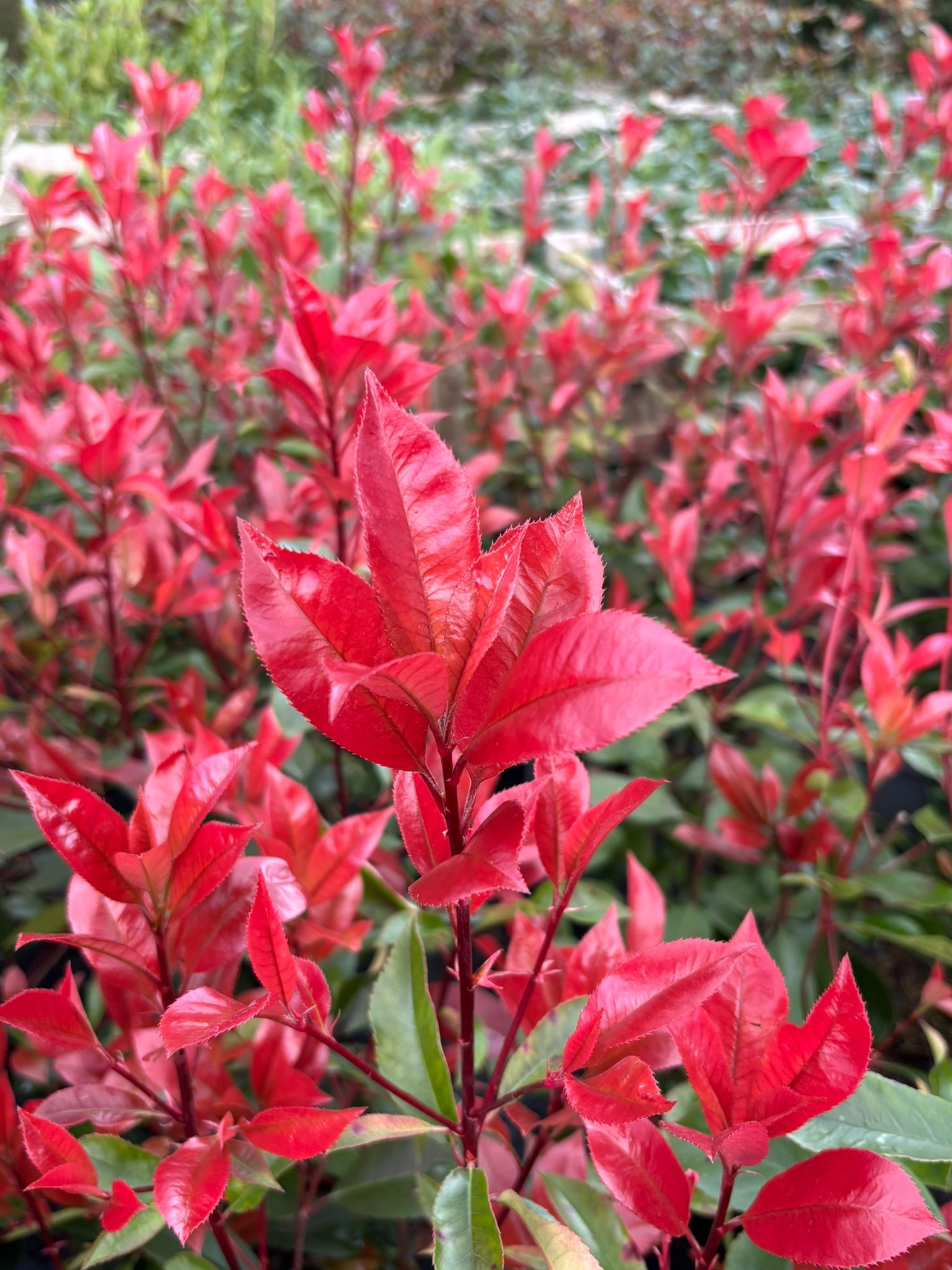 photinia pflanze Glanzmispel Photinia fraseri red robin 40-70 cm