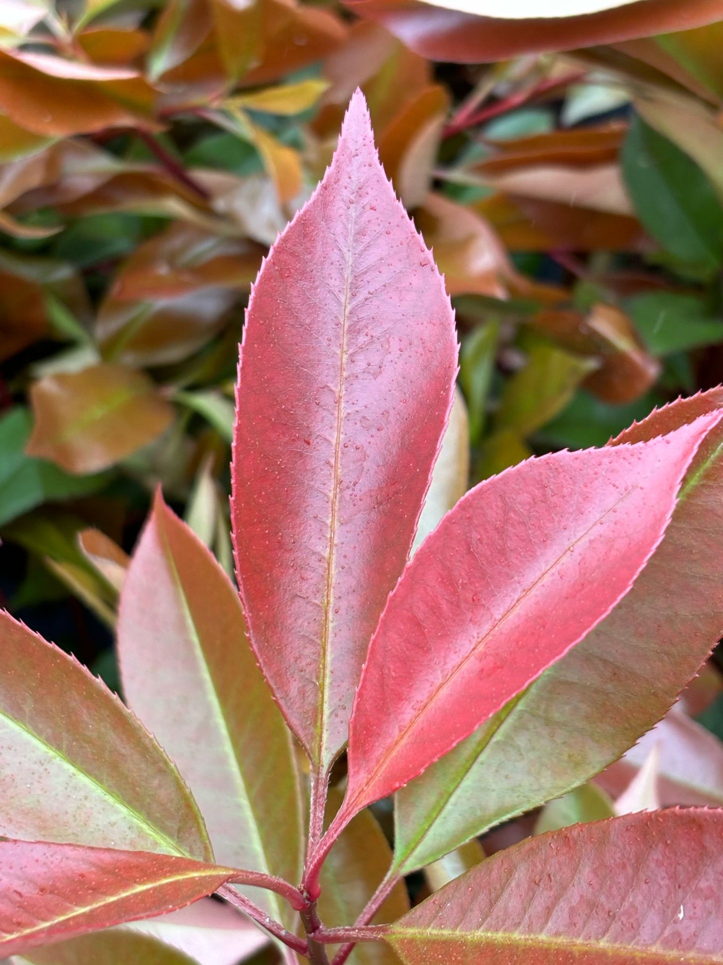 Glanzmispel Photinia fraseri red robin 90-110 cm