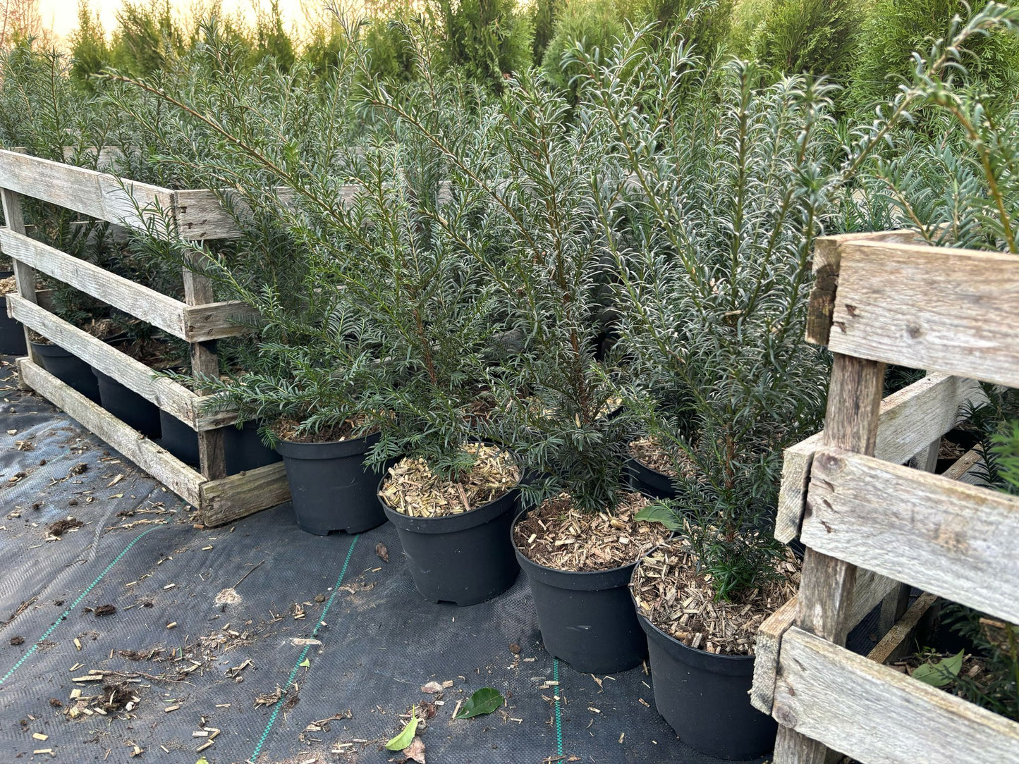 Eibe Taxus baccata 40-60 cm