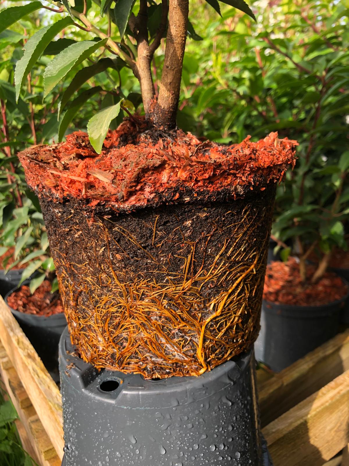 Portugiesische Kirschlorbeer Prunus lusitanica 'Angustifolia' 60-80 cm