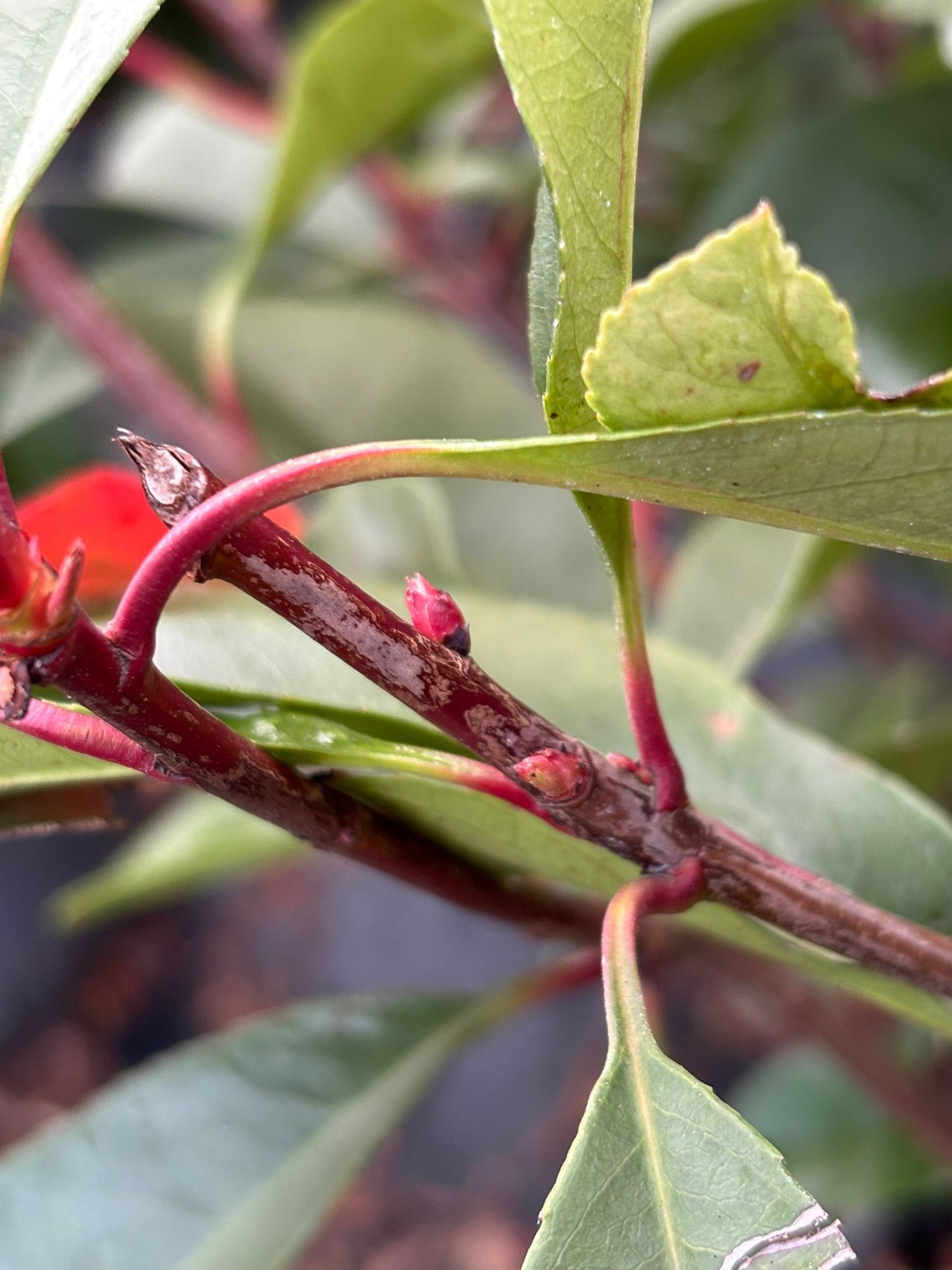 Glanzmispel Photinia fraseri red robin 40-70 cm