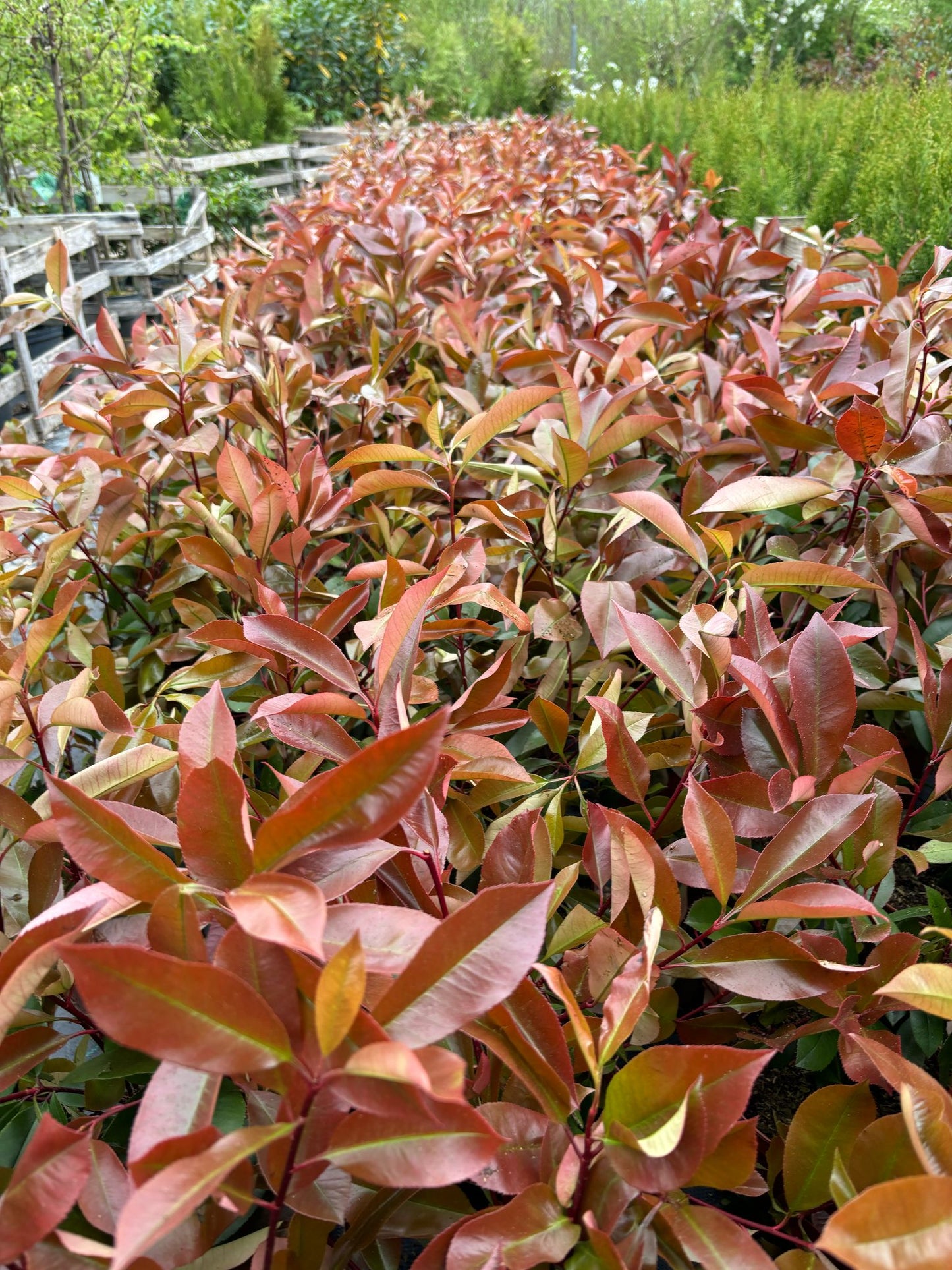Glanzmispel Photinia fraseri red robin 90-110 cm