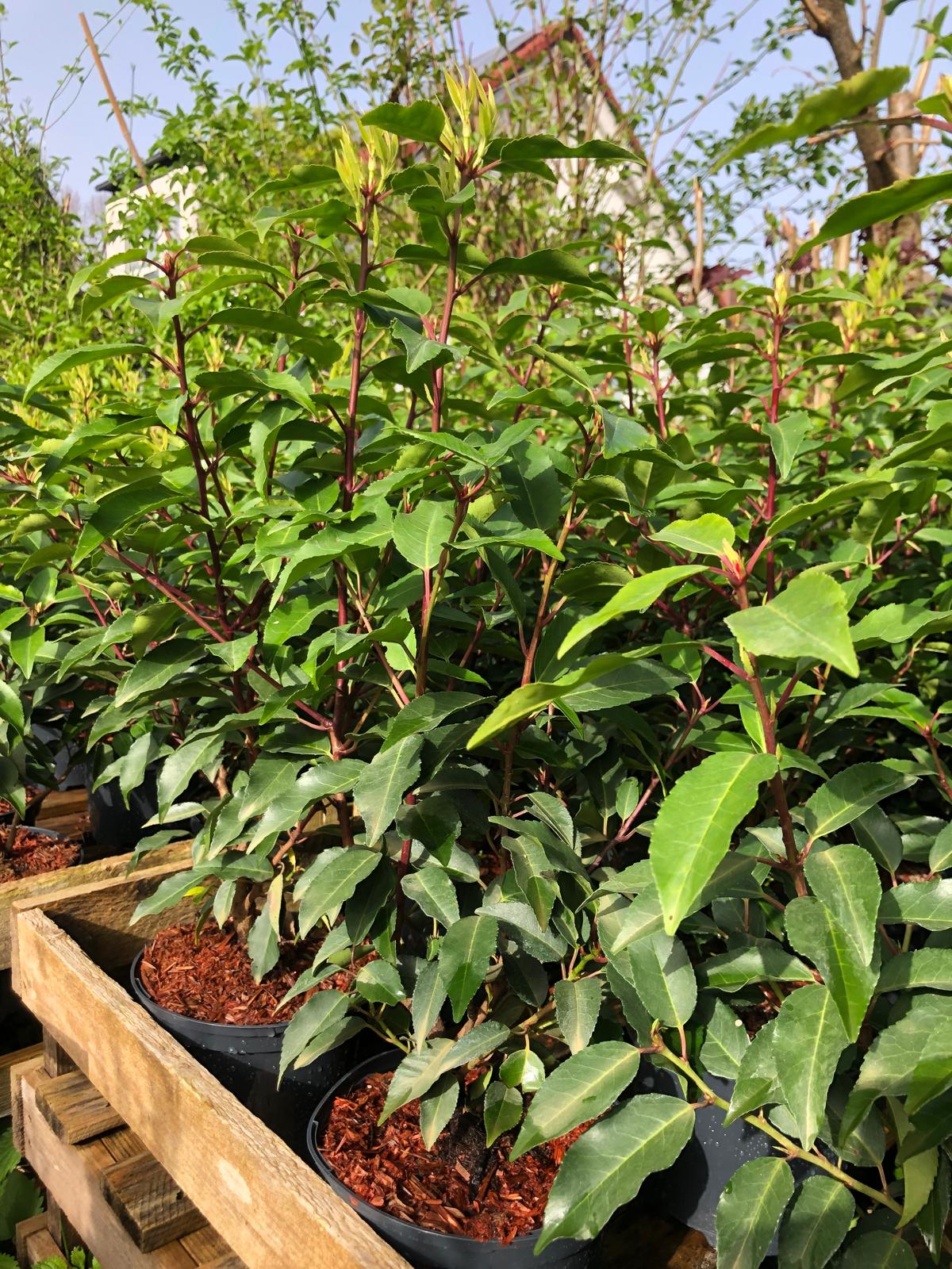 Portugiesische Kirschlorbeer Prunus lusitanica 'Angustifolia' 60-80 cm