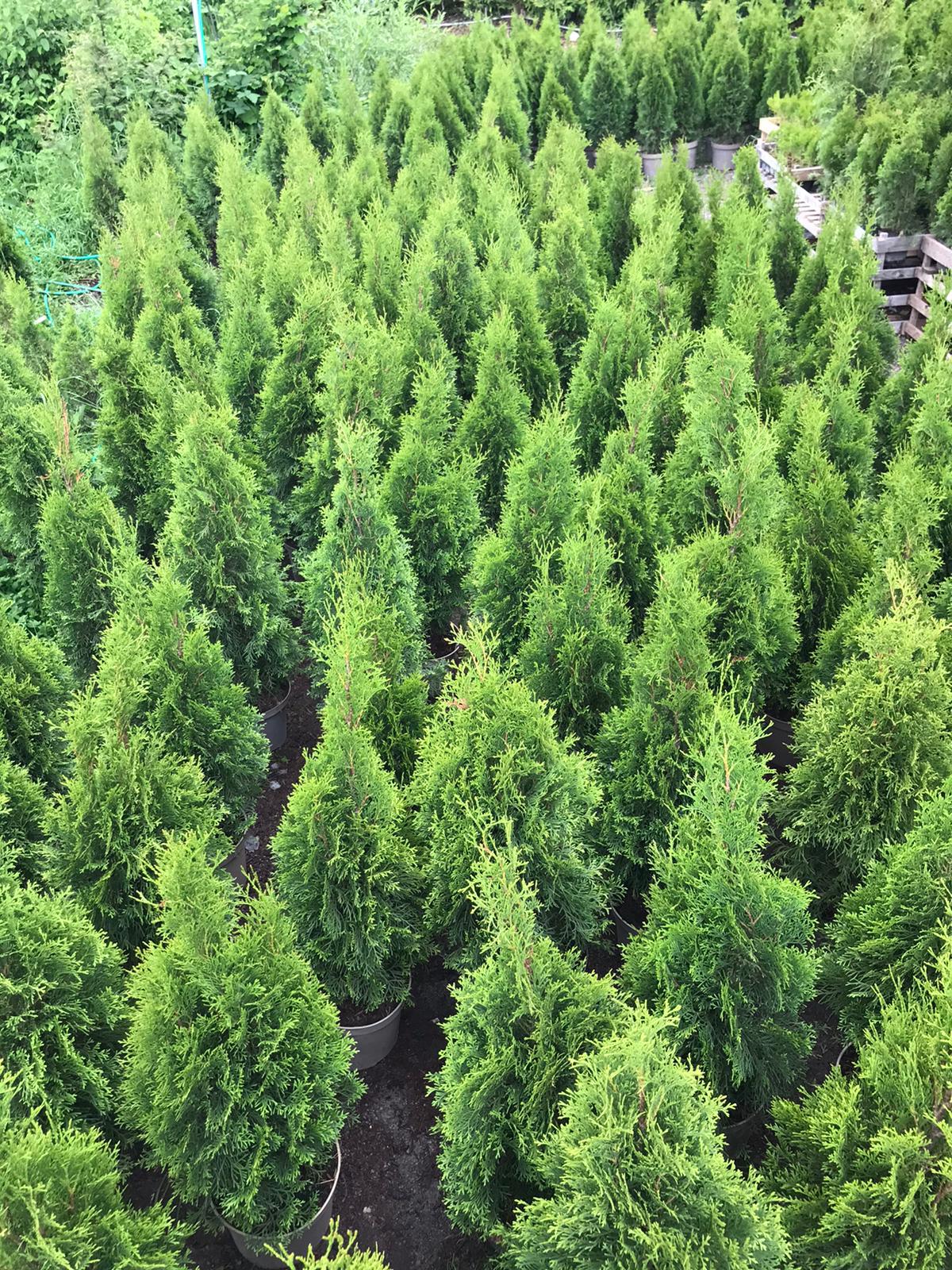 Thuja occidentalis Smaragd Lebensbaum 100-120 cm