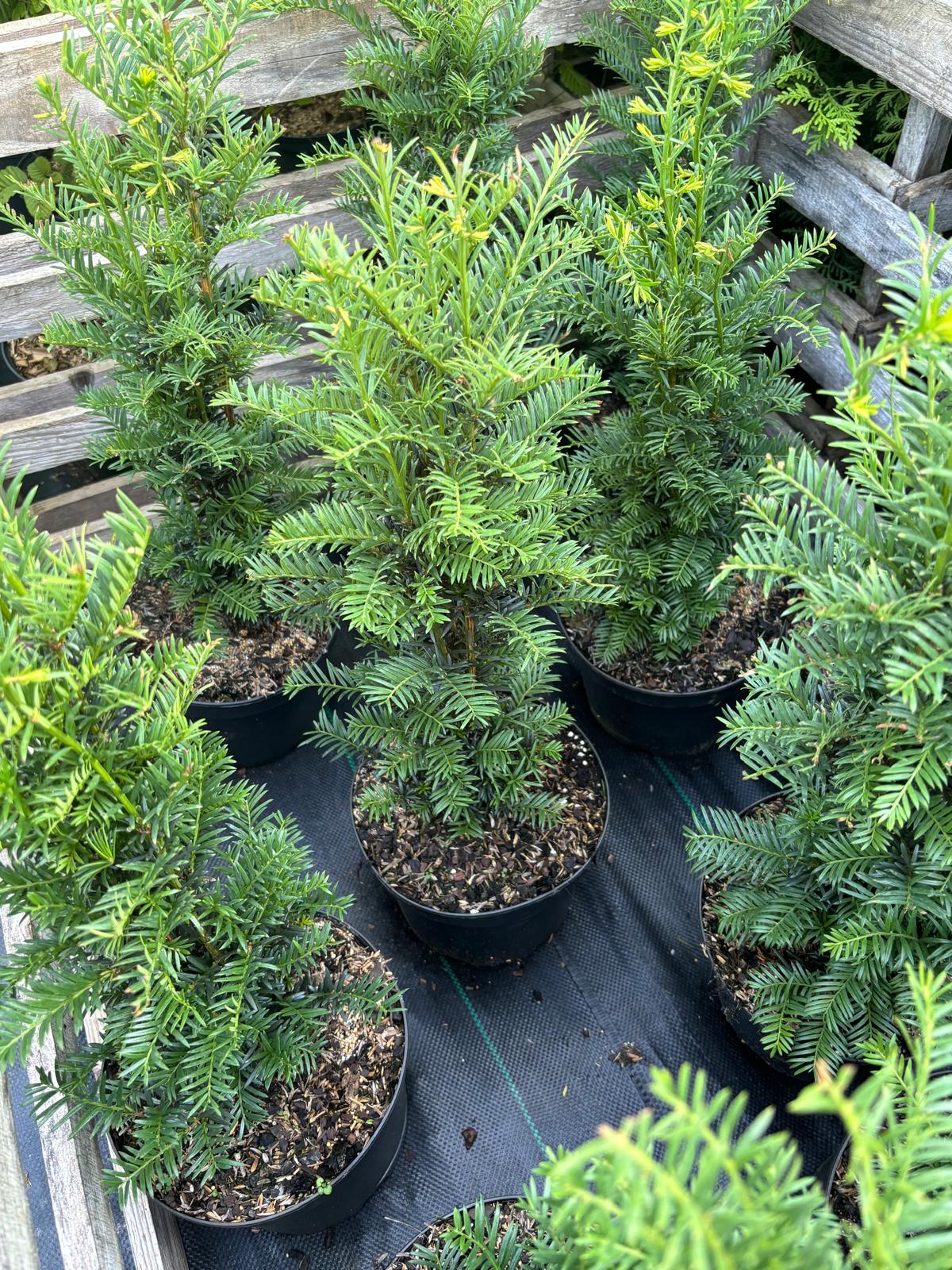 Eibe Taxus baccata 40-60 cm