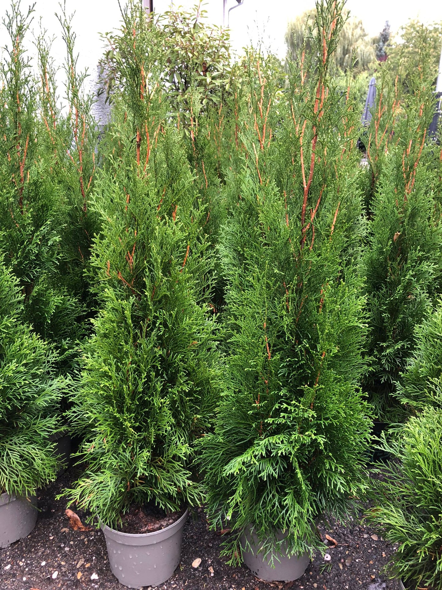 Thuja Smaragd 60-80 cm