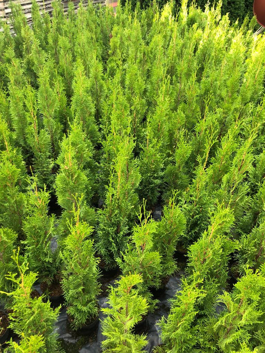 Thuja Smaragd 50-70 cm