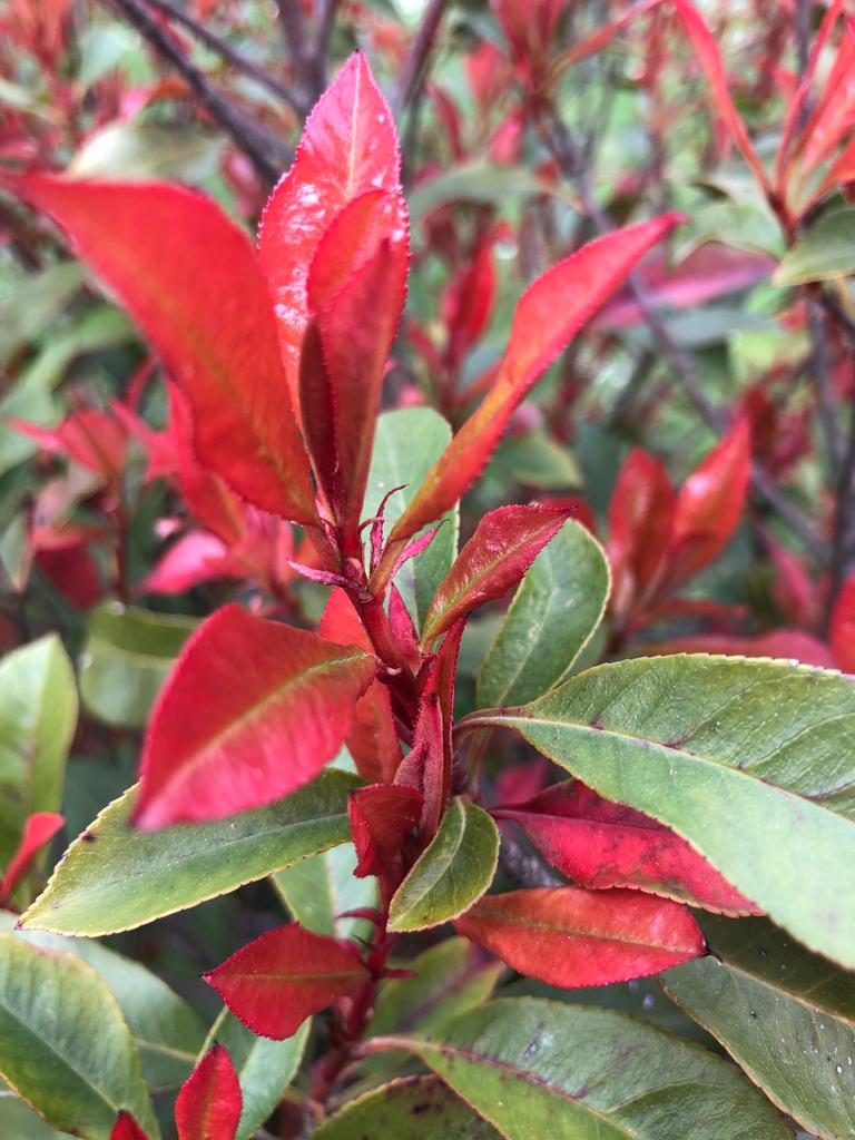 Glanzmispel Photinia fraseri red robin 40-70 cm