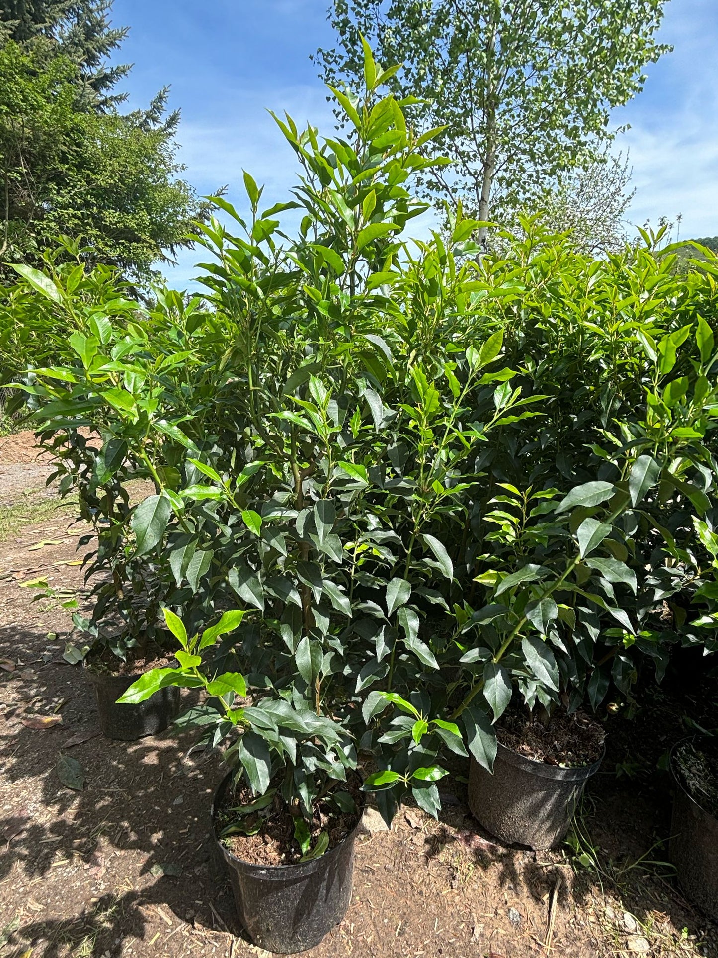 Portugiesische Kirschlorbeer 80-100 cm Prunus lusitanica 'Angustifolia'