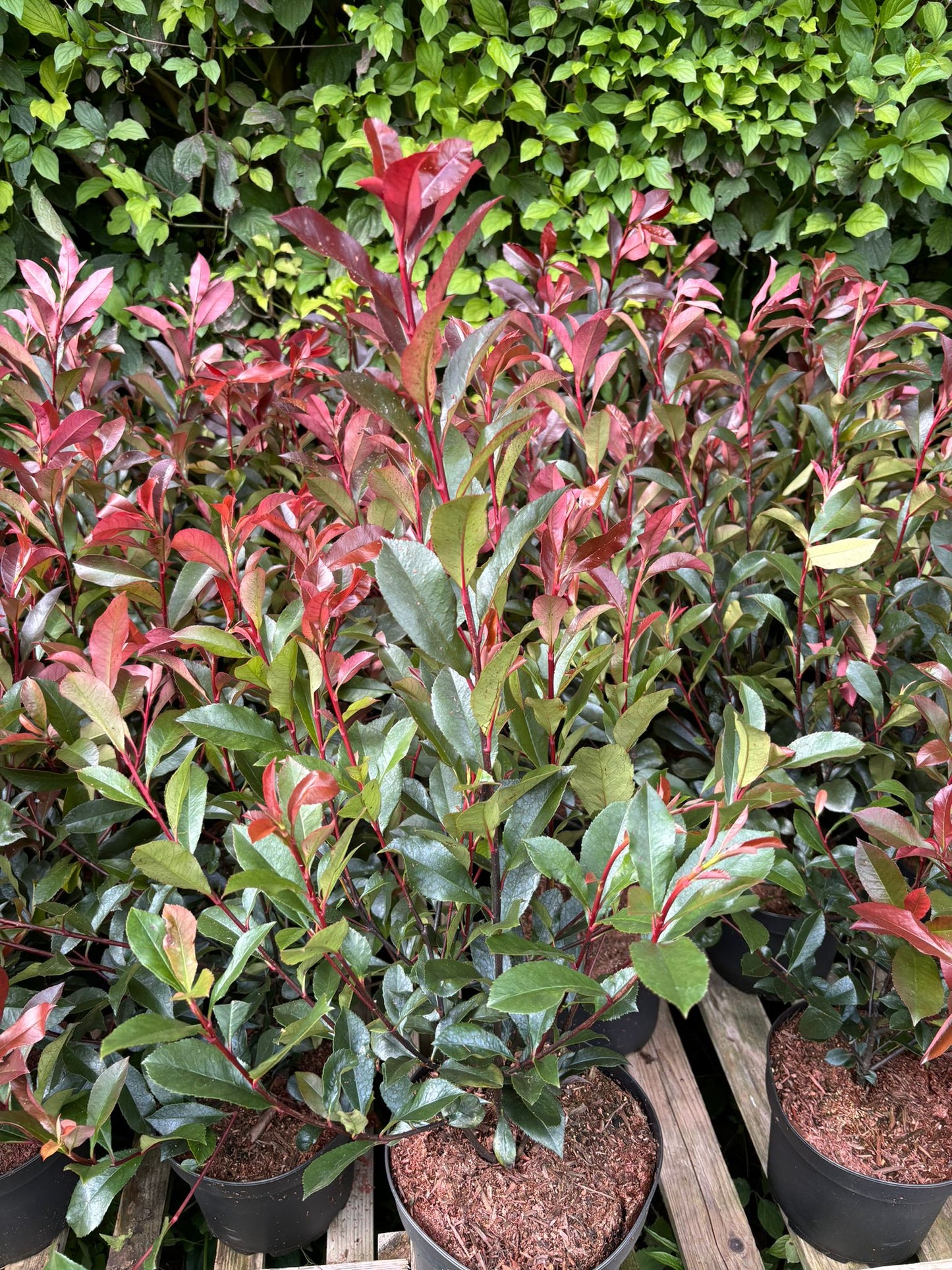 Glanzmispel Photinia 50-70 cm