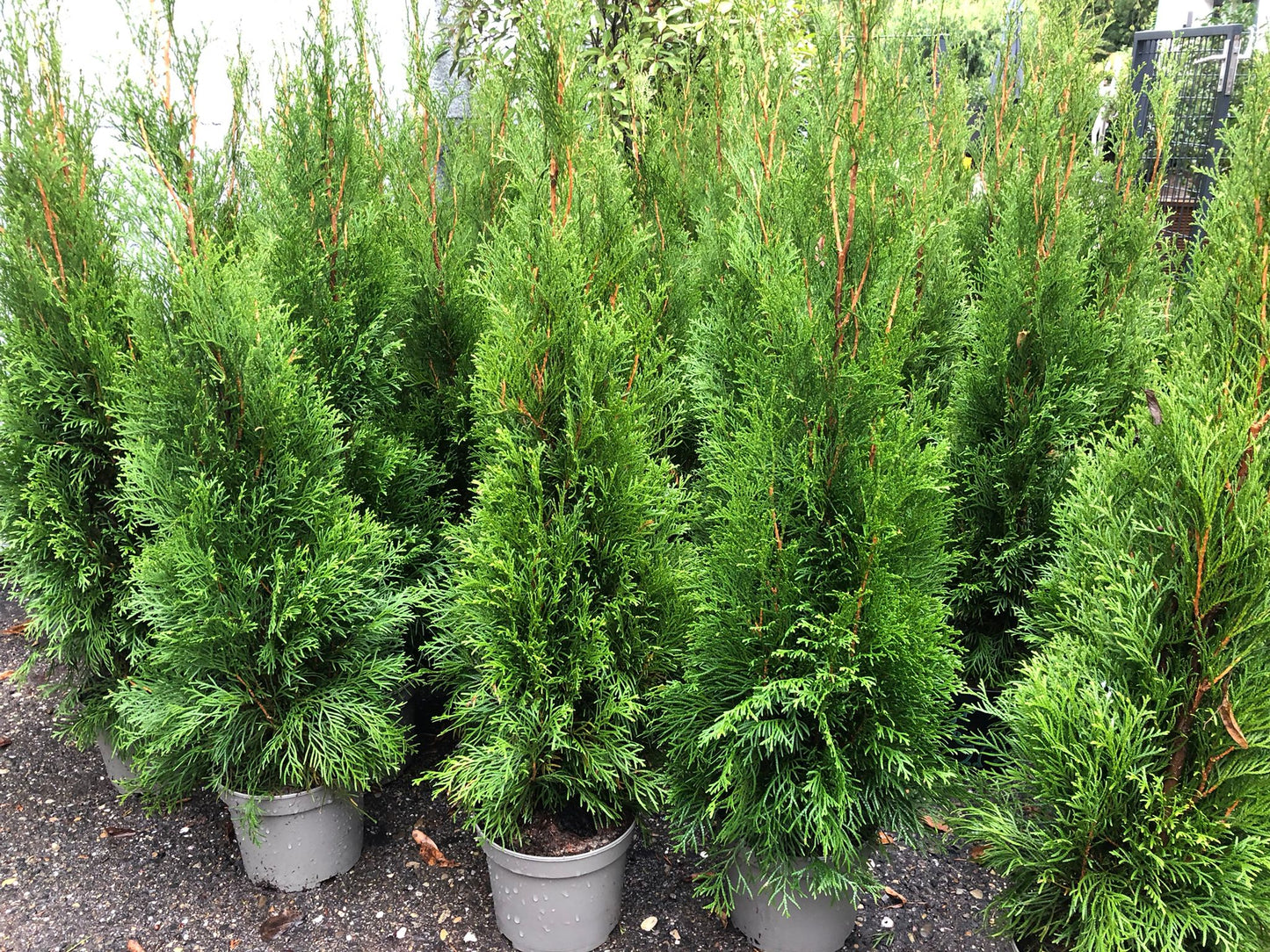 Thuja Smaragd 60-80 cm