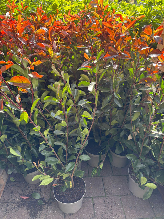 Glanzmispel Photinia fraseri red robin 90-110 cm