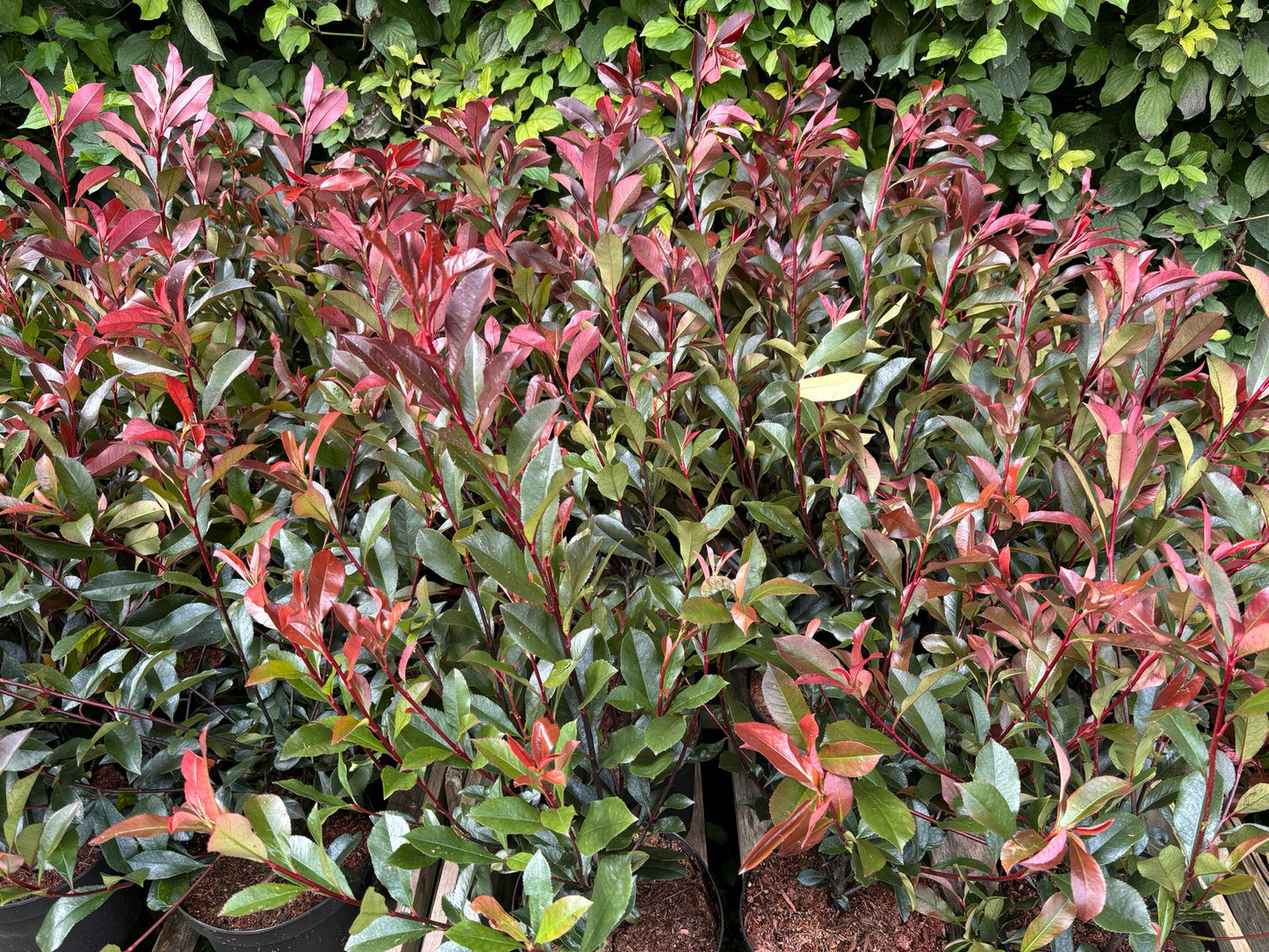 Glanzmispel Photinia 50-70 cm