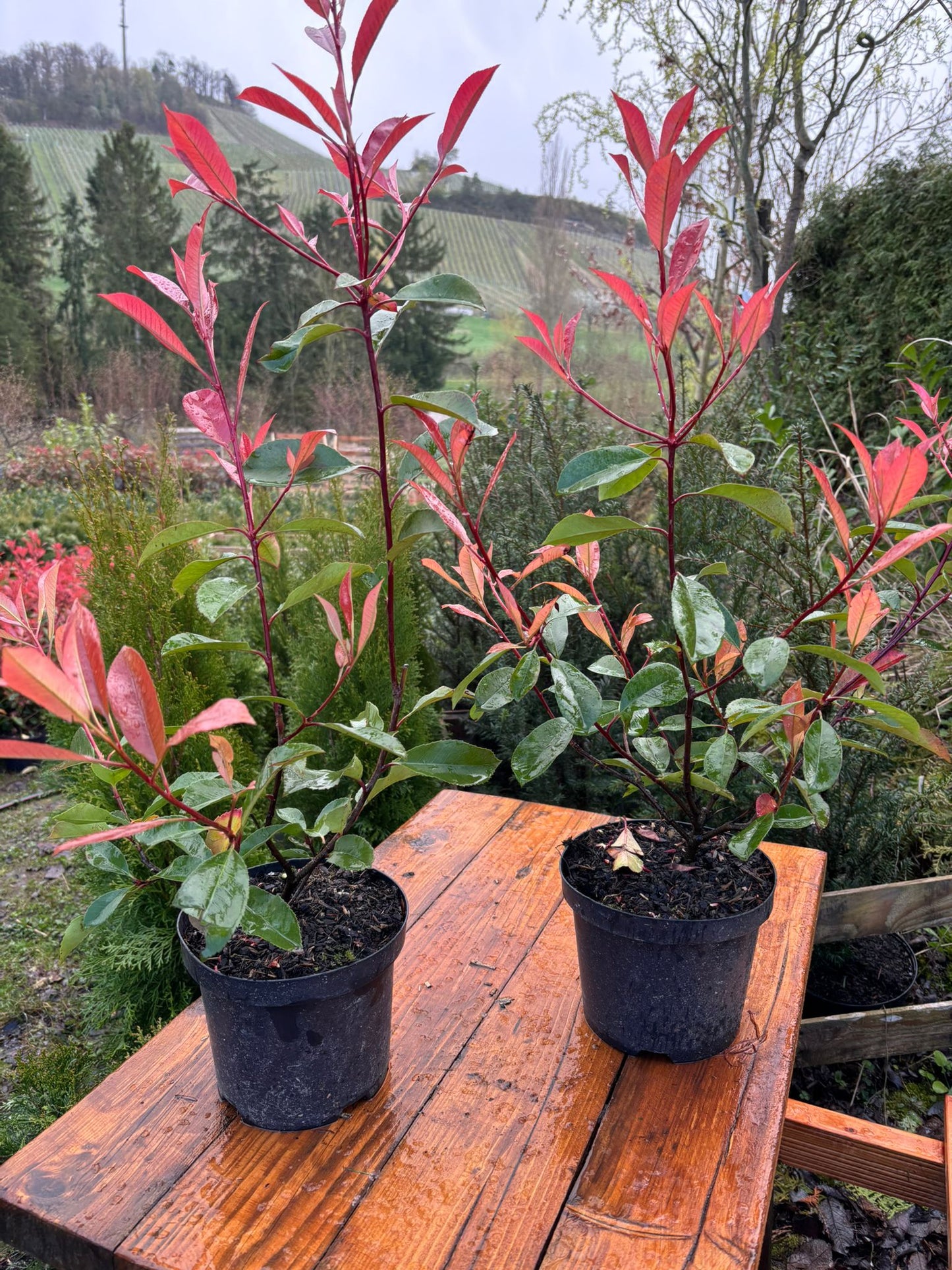 Glanzmispel Photinia fraseri red robin 40-70 cm