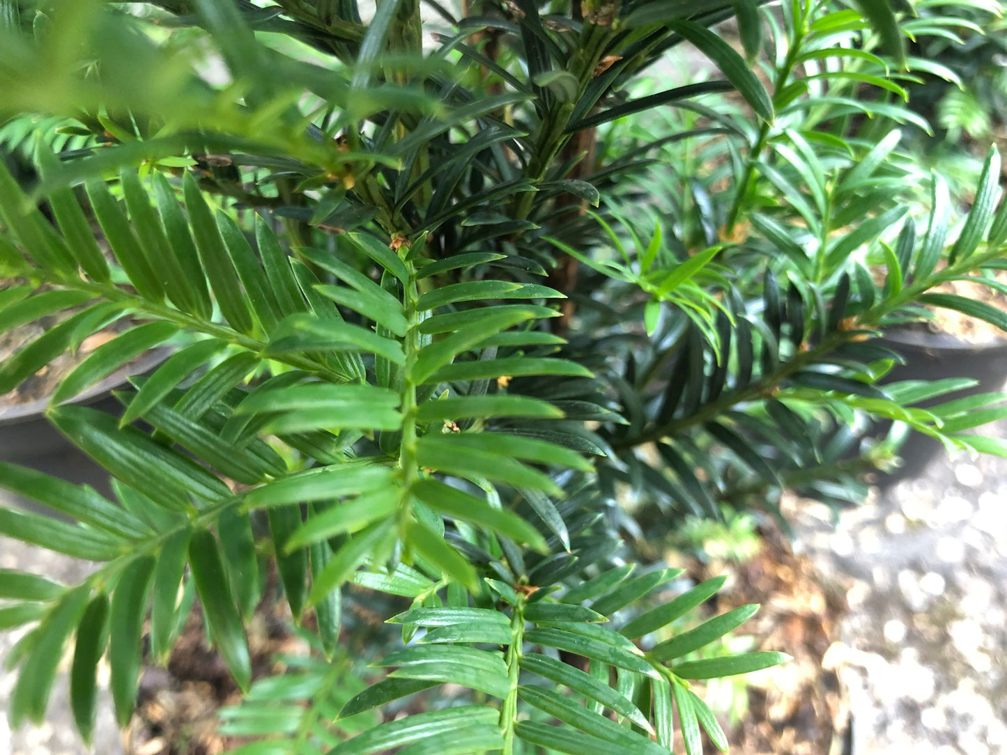 Eibe Taxus baccata 'Höpken's Gigant' 70-80 cm