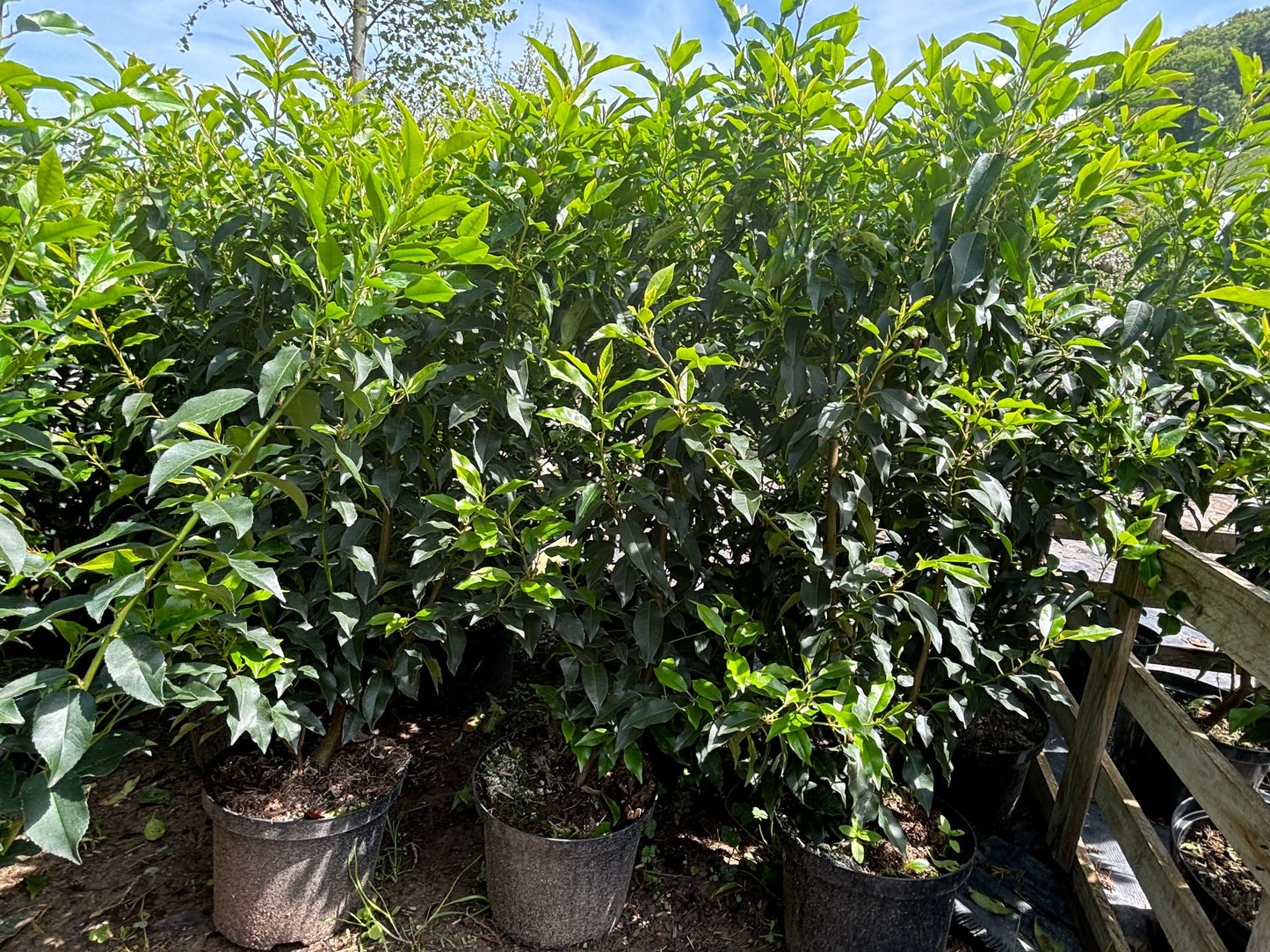Portugiesische Kirschlorbeer 80-100 cm Prunus lusitanica 'Angustifolia'