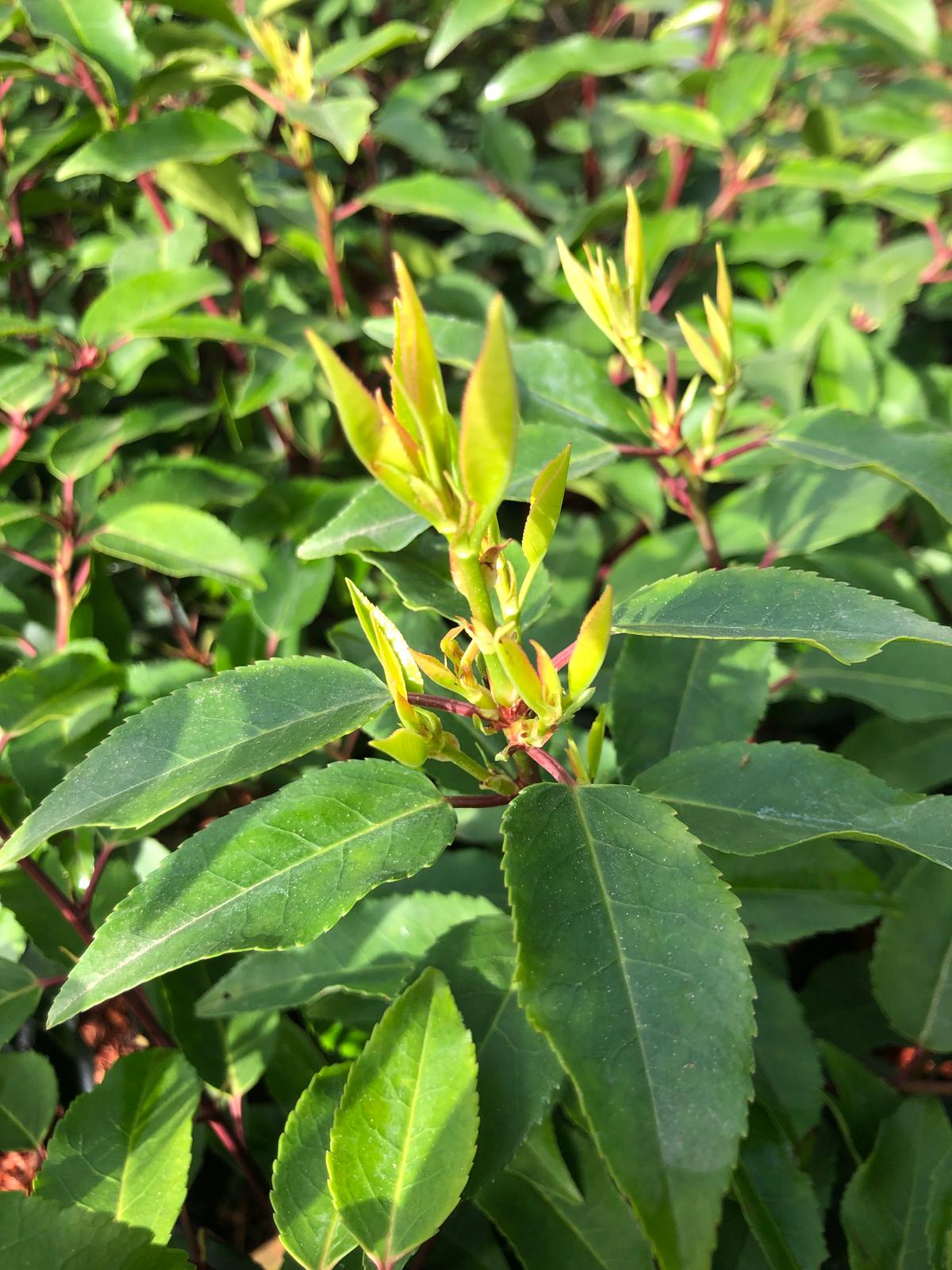 Portugiesische Kirschlorbeer 70-100 cm / prunus Angustifolia