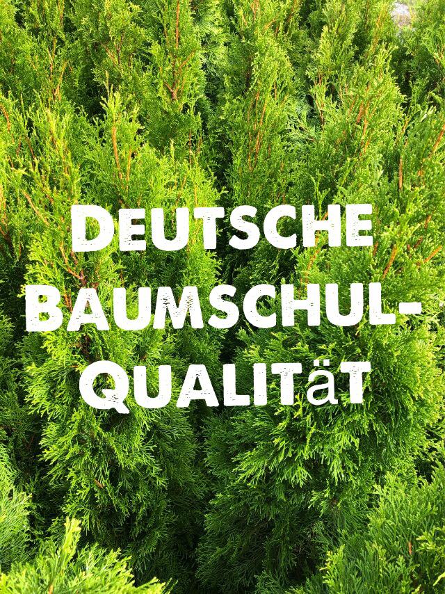 Thuja Smaragd 50-70 cm