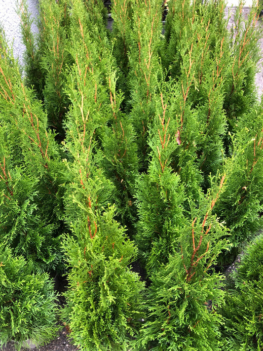 Thuja Smaragd 60-80 cm