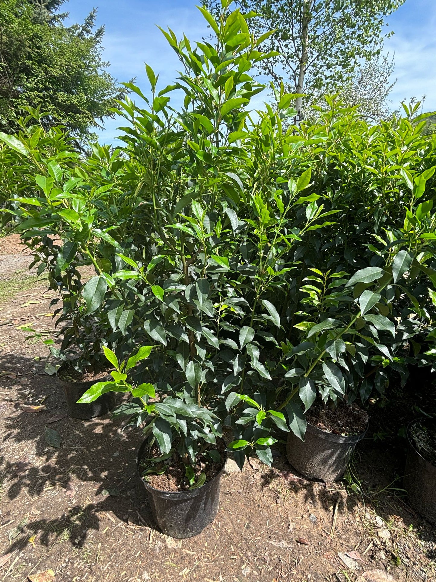 Portugiesische Kirschlorbeer 80-100 cm Prunus lusitanica 'Angustifolia'