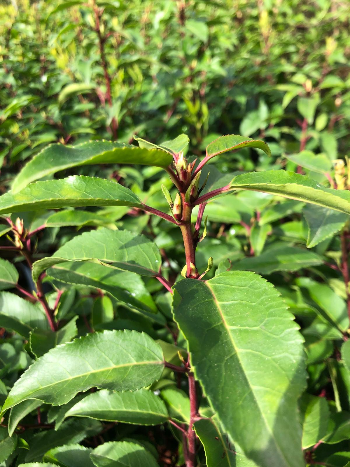 Portugiesische Kirschlorbeer 70-100 cm / prunus Angustifolia