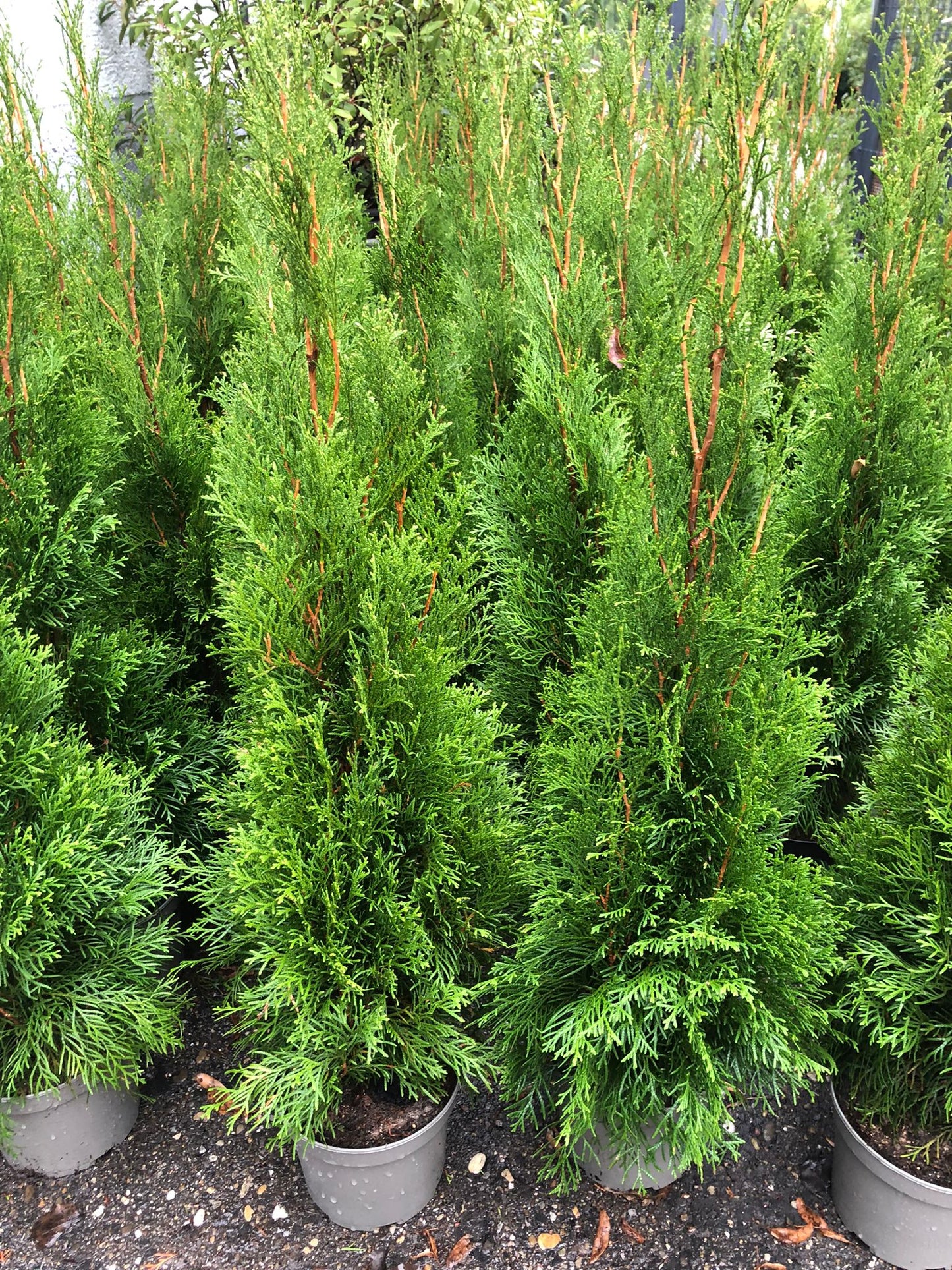 Thuja Smaragd 60-80 cm