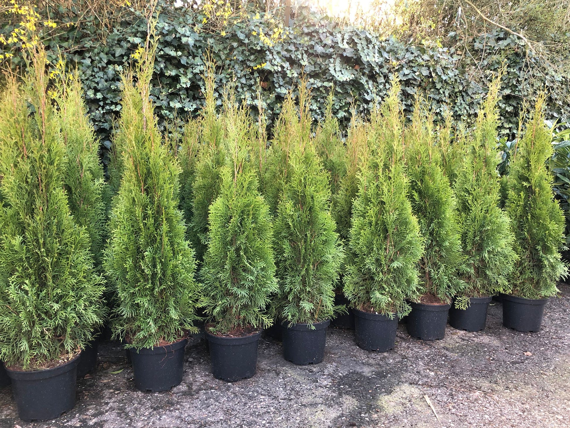 Thuja occidentalis Smaragd Lebensbaum 100-120 cm – Pflanzen247