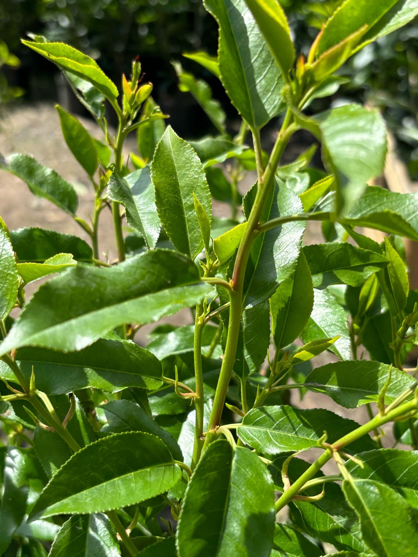 Portugiesische Kirschlorbeer 80-100 cm Prunus lusitanica 'Angustifolia'