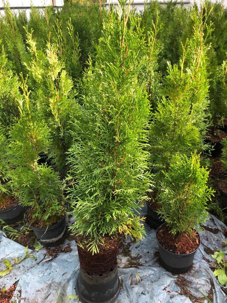 Thuja Smaragd 50-70 cm