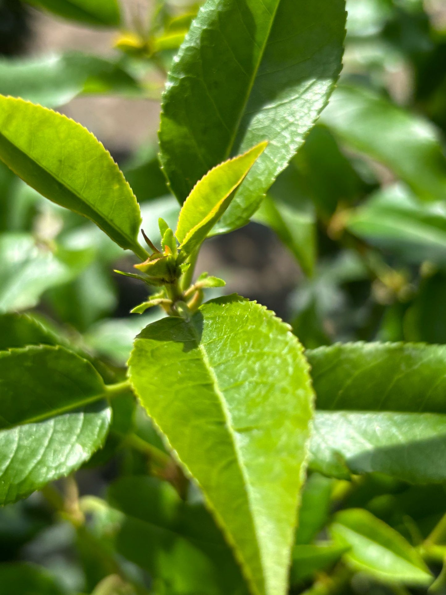 Portugiesische Kirschlorbeer 80-100 cm Prunus lusitanica 'Angustifolia'