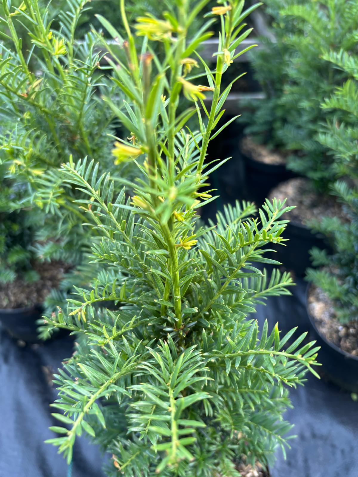 Eibe Taxus baccata 'Höpken's Gigant' 70-80 cm