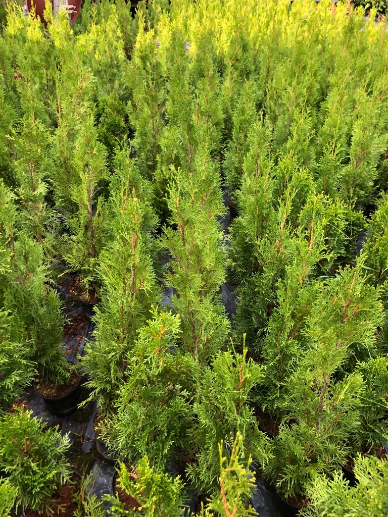 Thuja Smaragd 50-70 cm