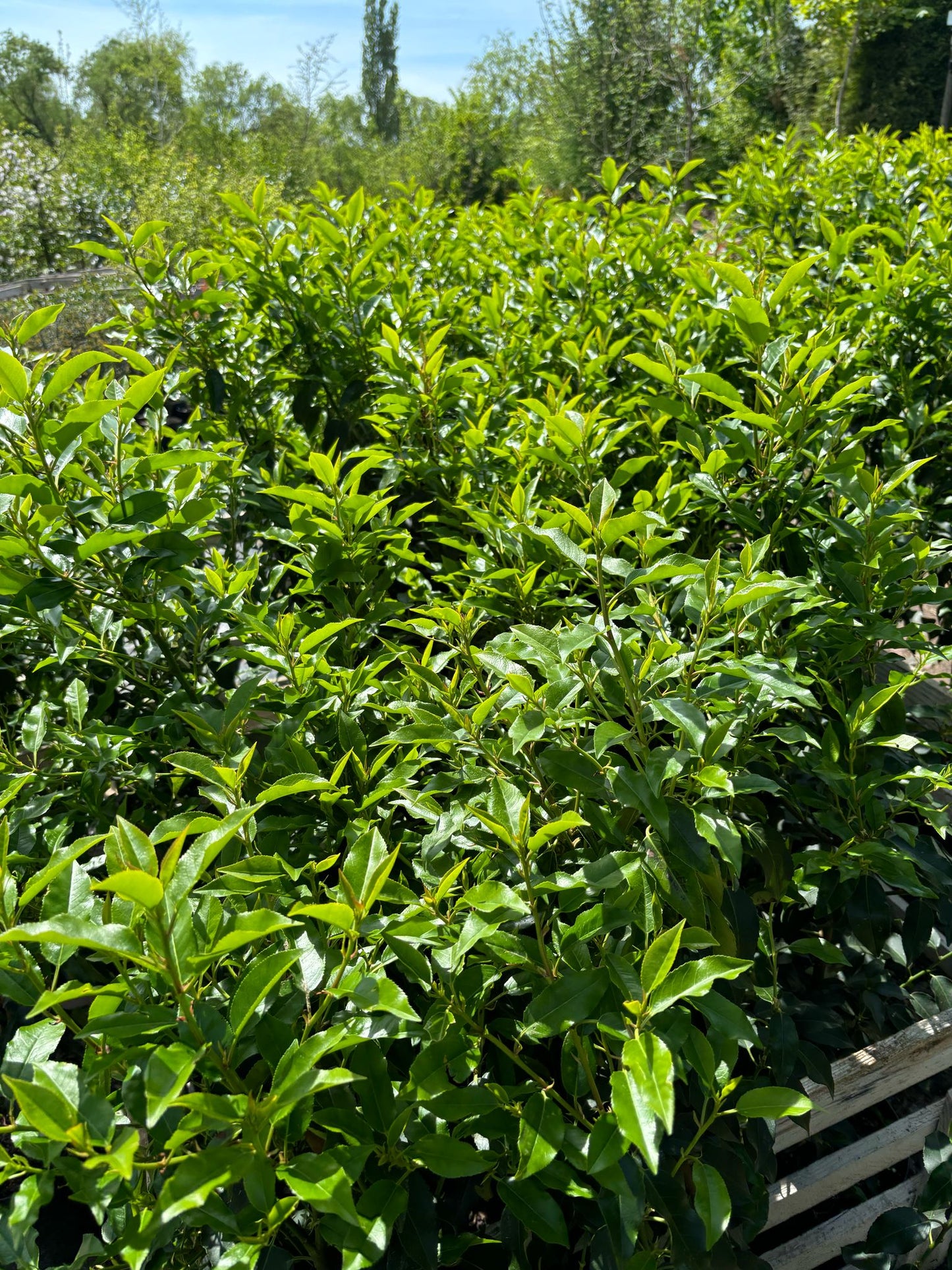 Portugiesische Kirschlorbeer 80-100 cm Prunus lusitanica 'Angustifolia'