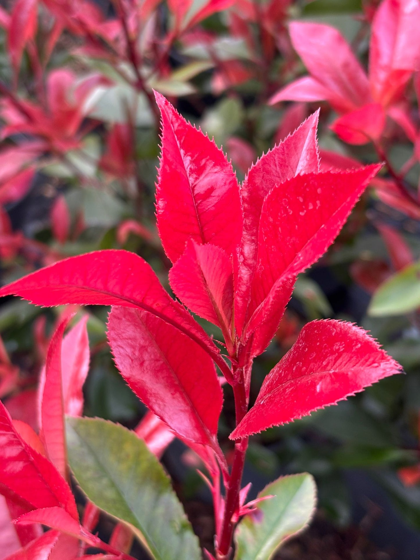 Glanzmispel Photinia fraseri red robin 40-70 cm