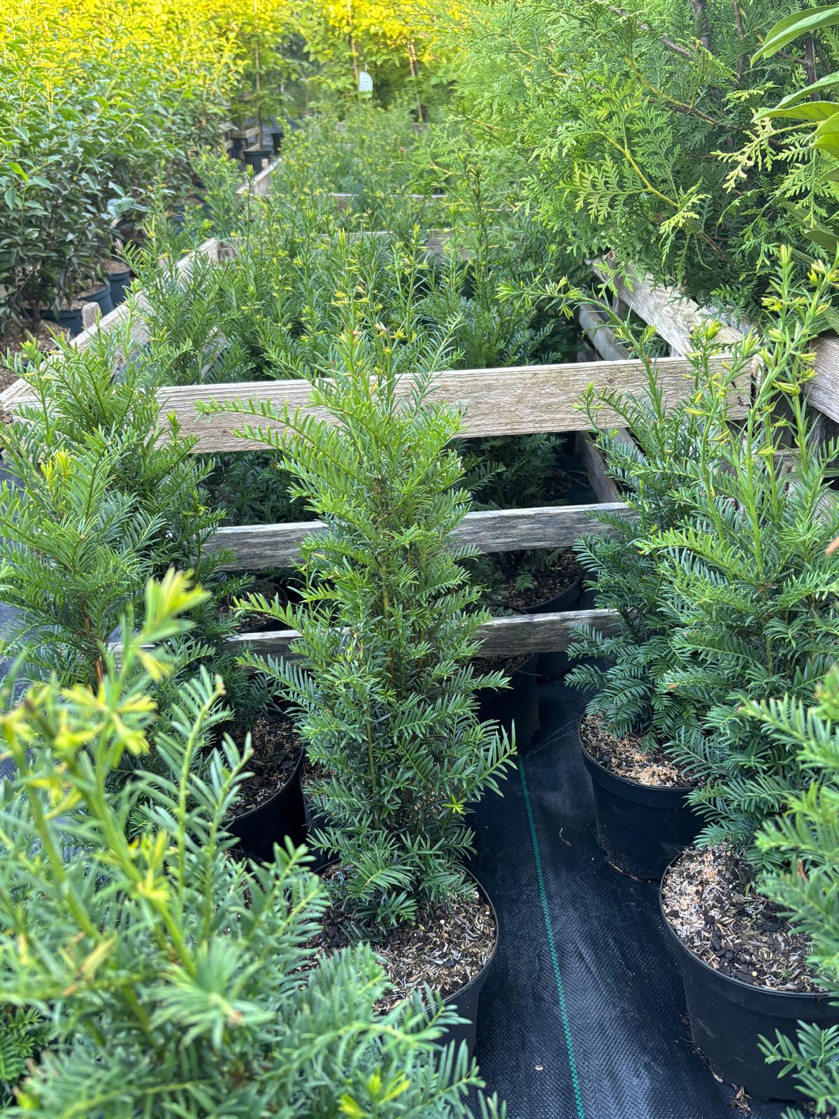 Eibe Taxus baccata 'Höpken's Gigant' 70-80 cm