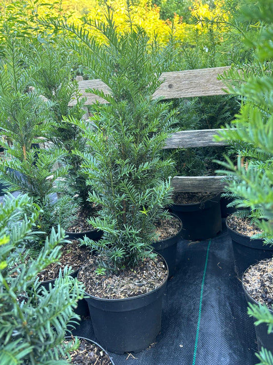 Eibe Taxus baccata 'Höpken's Gigant' 70-80 cm