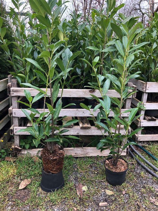 Kirschlorbeer prunus caucasica 60-80 cm