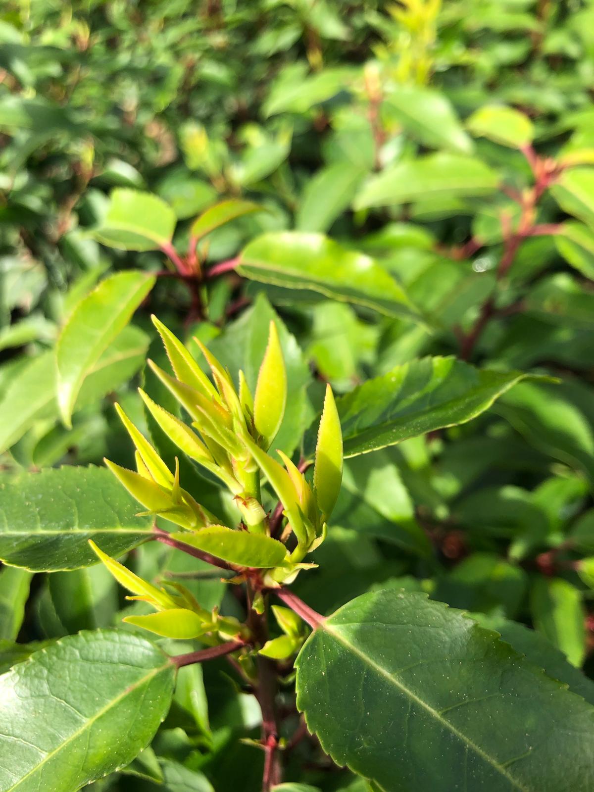 Portugiesische Kirschlorbeer 70-100 cm / prunus Angustifolia